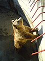 One of the four living bears in Bitola Zoo, which recently became a father.