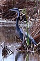 Black-headed heron