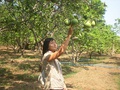 Mawlamyine Pomelo