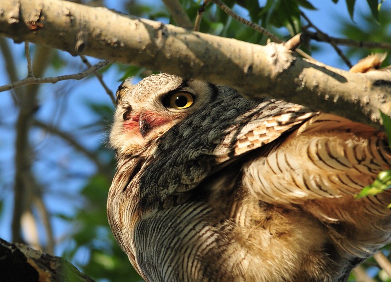 do-owls-eat-bats