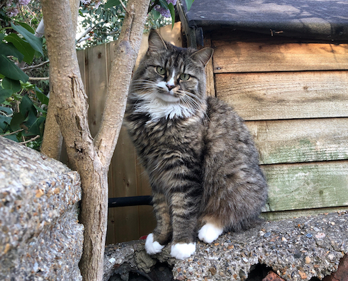 A tabby cat sitting tidily on a stone wall, next to a tree and against a wooden shed. Her head is cocked and she is looking at the camera and is completely adorable.