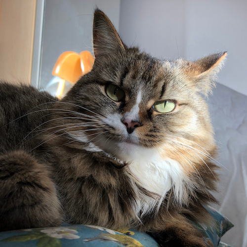 A tabby cat lounging on a blue cushion and looking a the camera with a ray of sun illuminating part of her face and her bright green eyes.