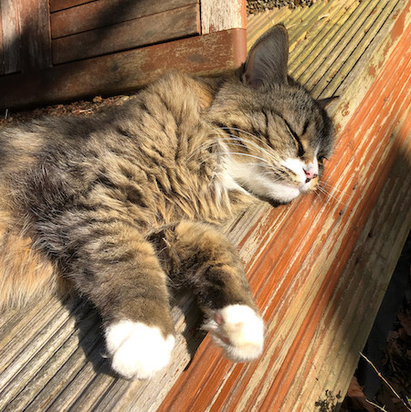 A close-up of a tabby cat asleep in the sun on a wooden deck, her little white paws just draped over the edge of the deck.