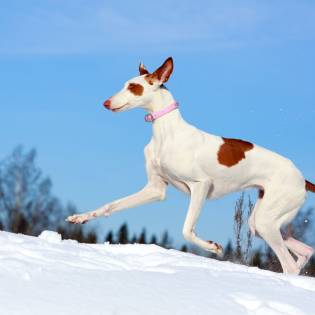 Ibizan Hound