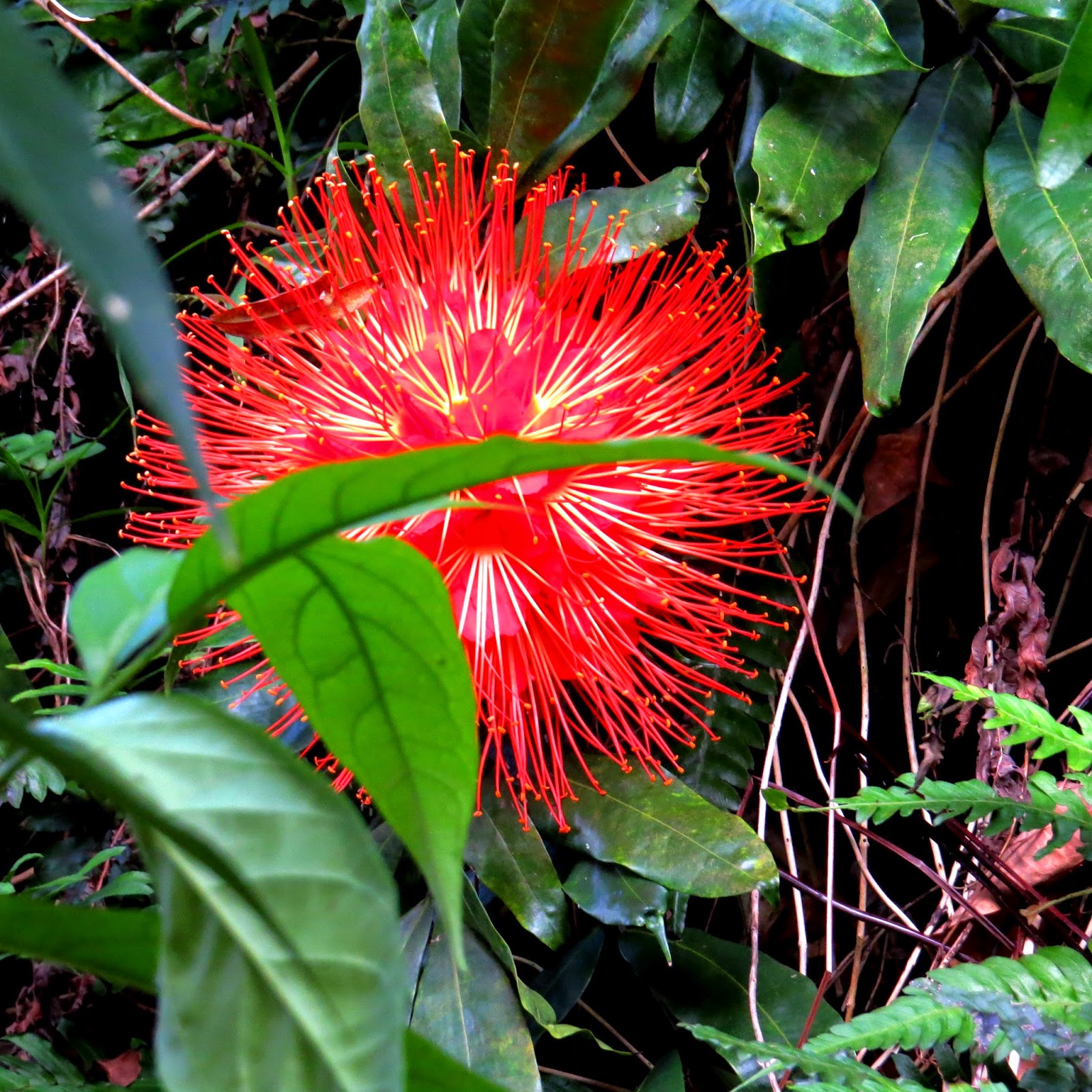 This exquisite bloom which was the size of a soccer ball.