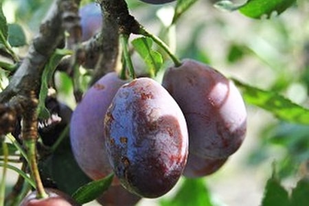 moyer plum is europe's favorite kinds of plums