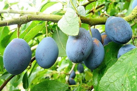 damson plum types