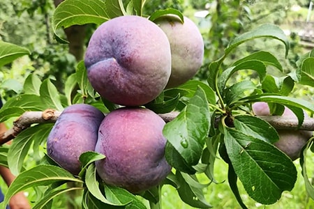 friar plums are different types of plums in the sense that they come from Japan and harvest late in the season