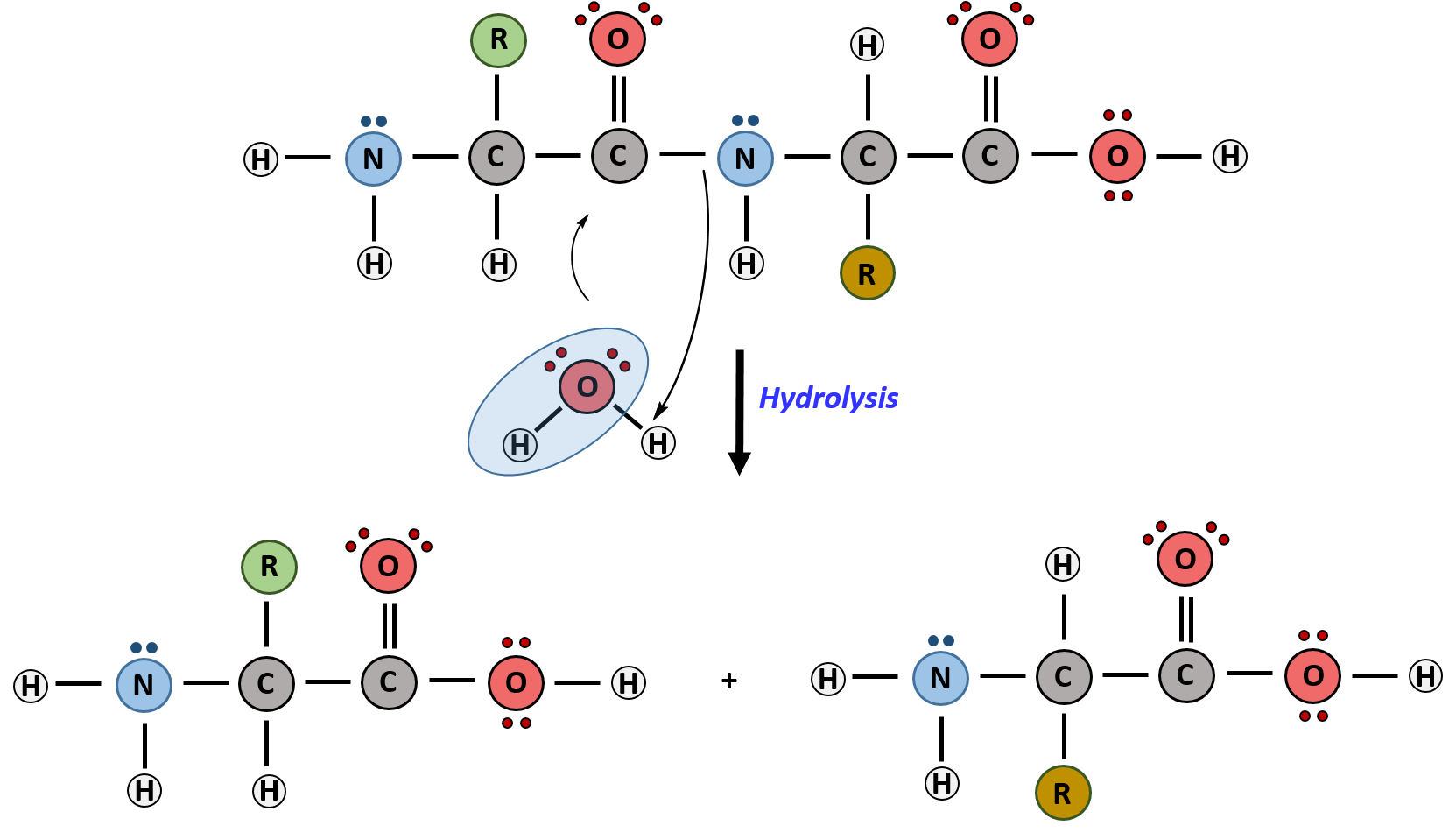 Protein Hydrolysis Reaction