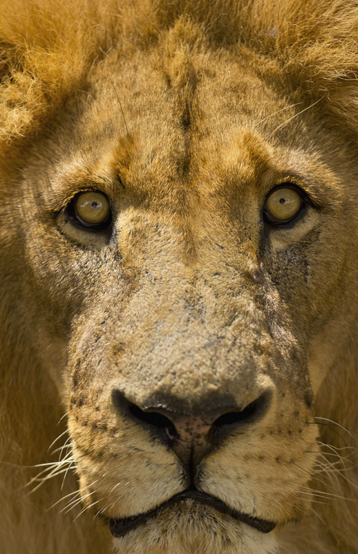 Datos curiosos de los leones | WWF