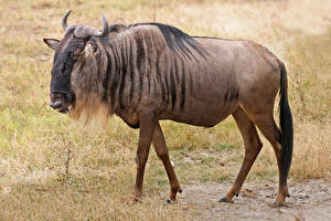 Фото Антилопа Рога Wildebeest