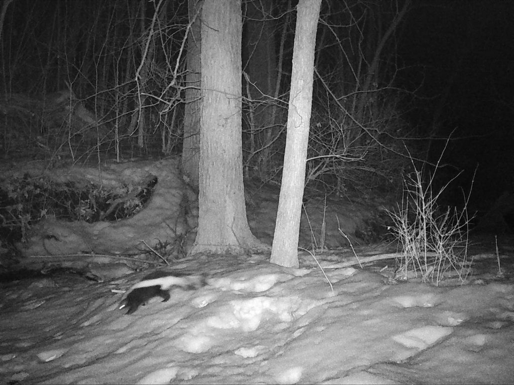 Skunk at night