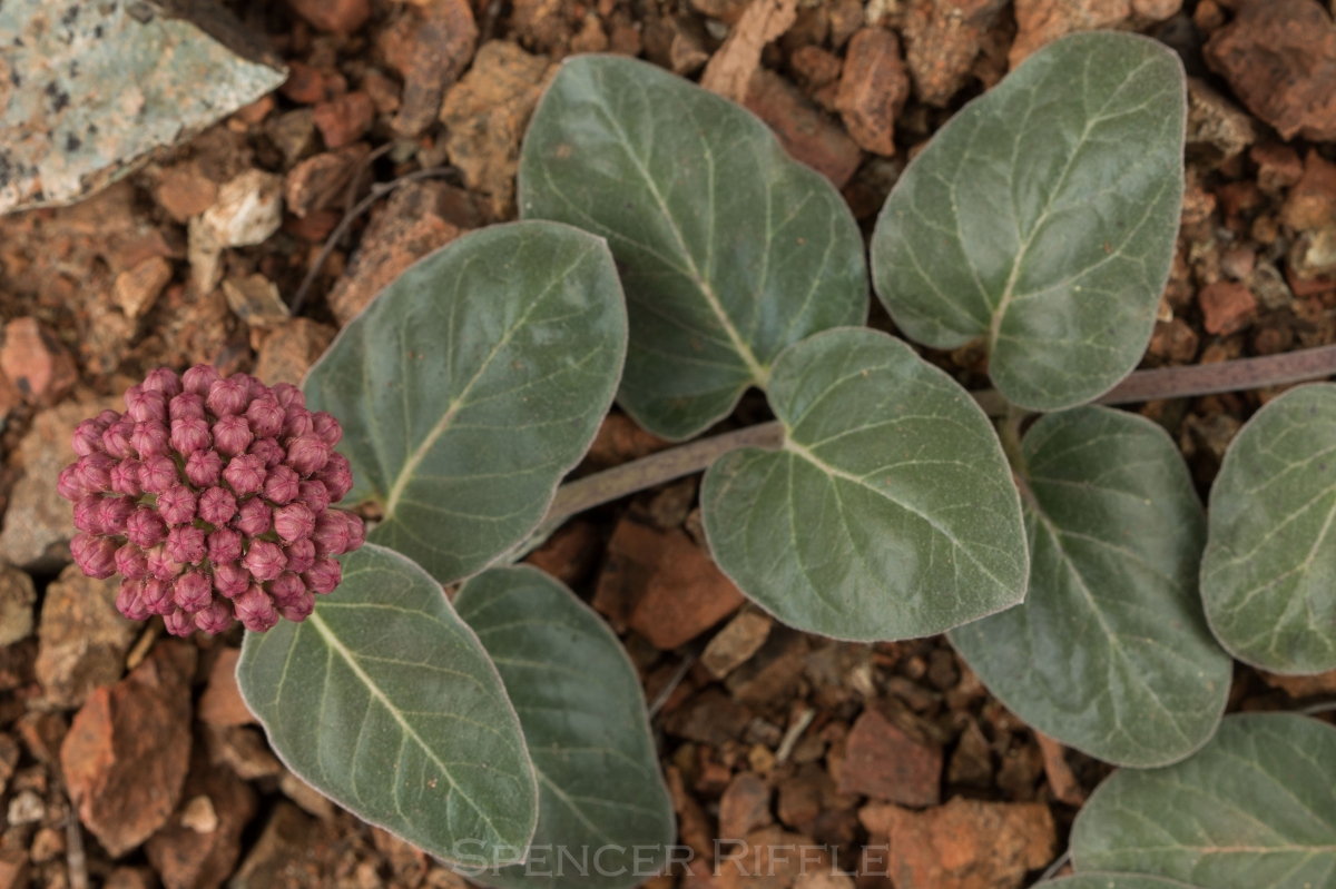 Asclepias solanoana