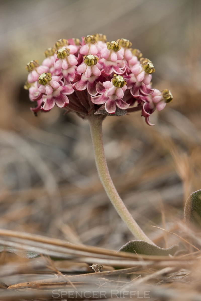 Asclepias solanoana