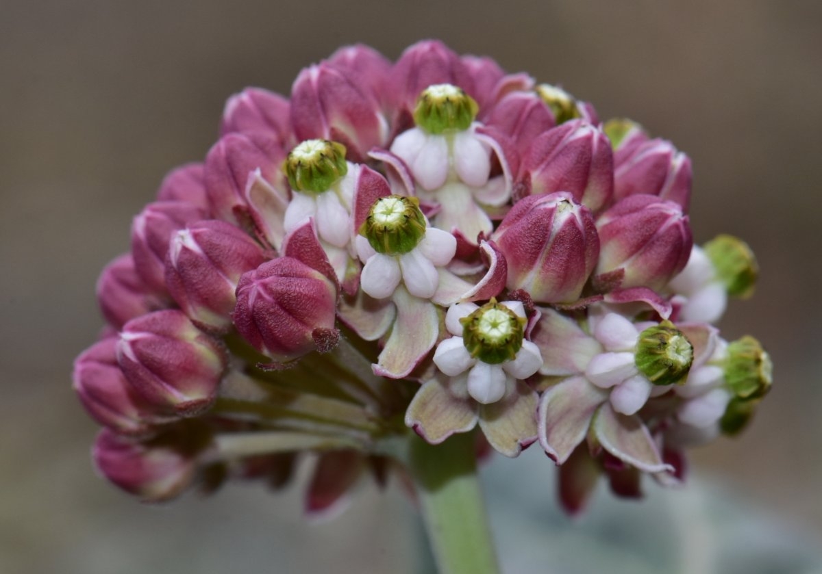 Asclepias solanoana