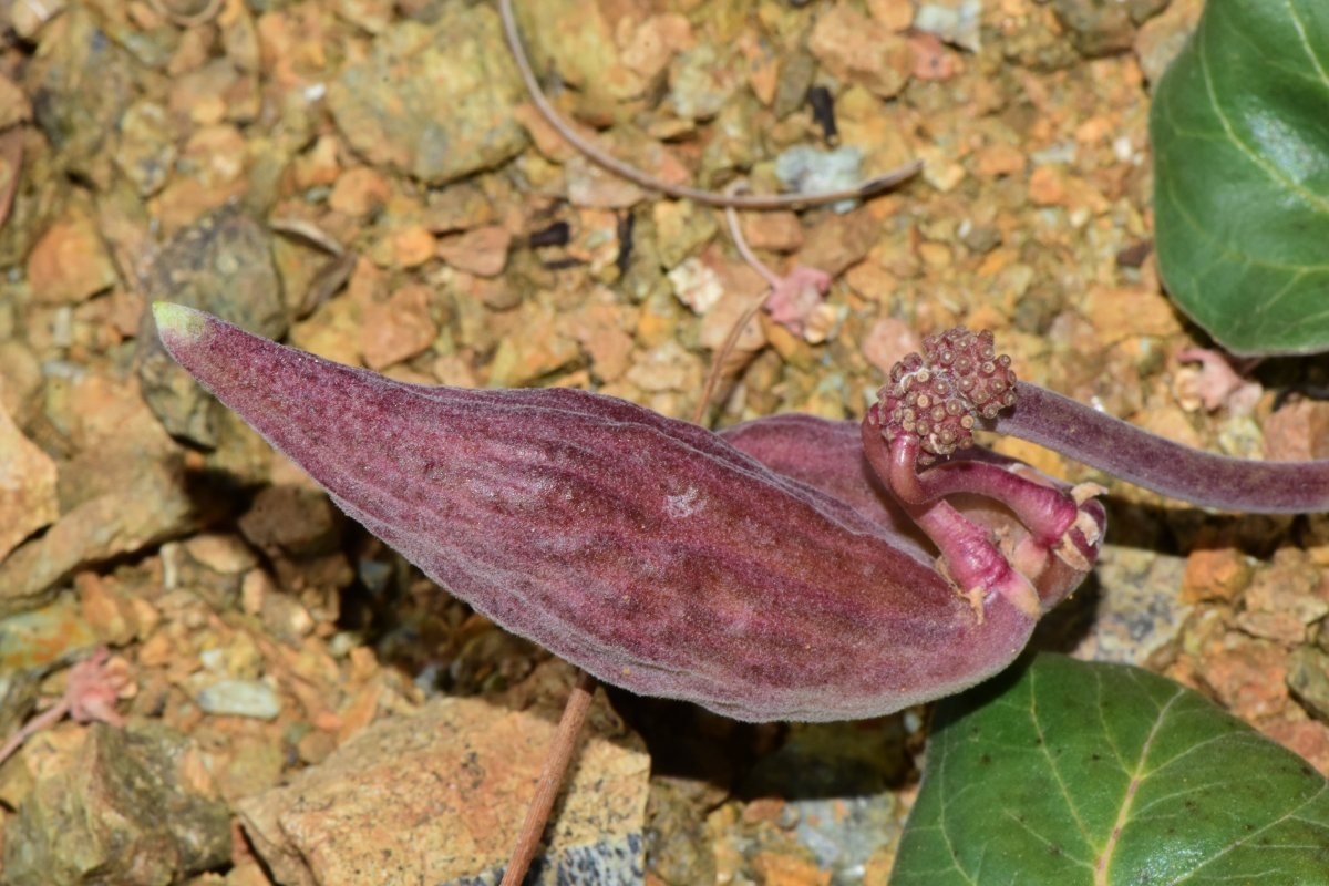 Asclepias solanoana