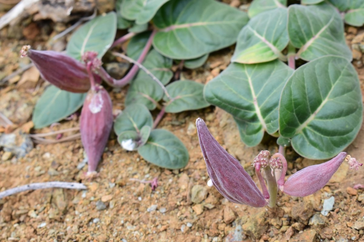 Asclepias solanoana