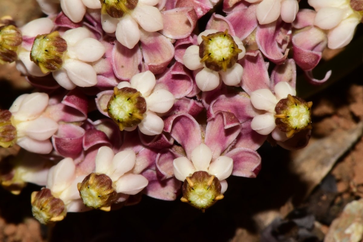 Asclepias solanoana