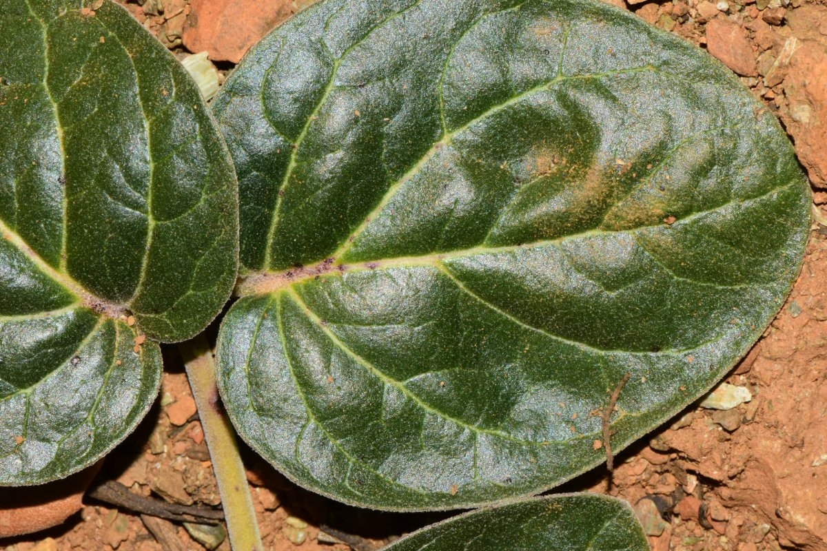 Asclepias solanoana