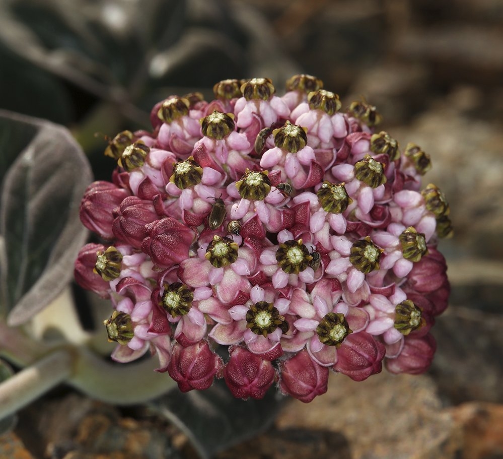 Asclepias solanoana