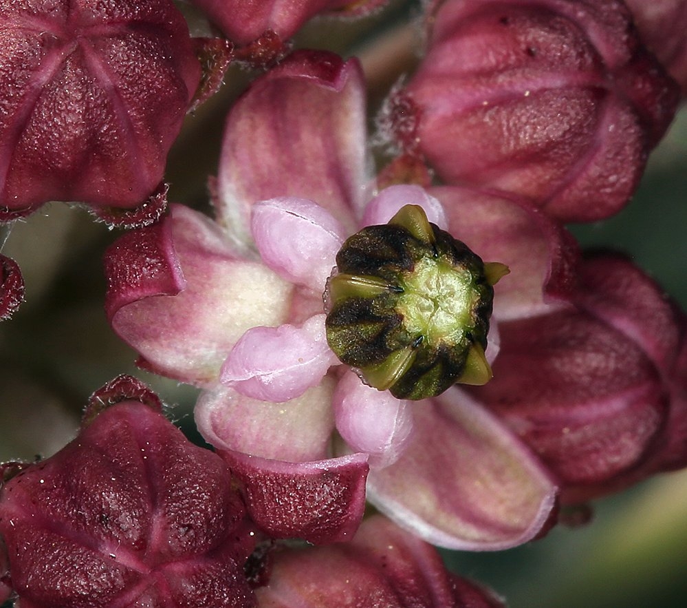 Asclepias solanoana