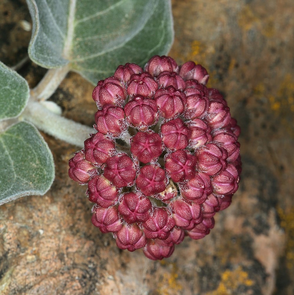 Asclepias solanoana