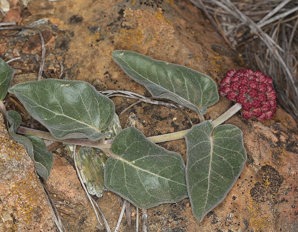 Asclepias solanoana