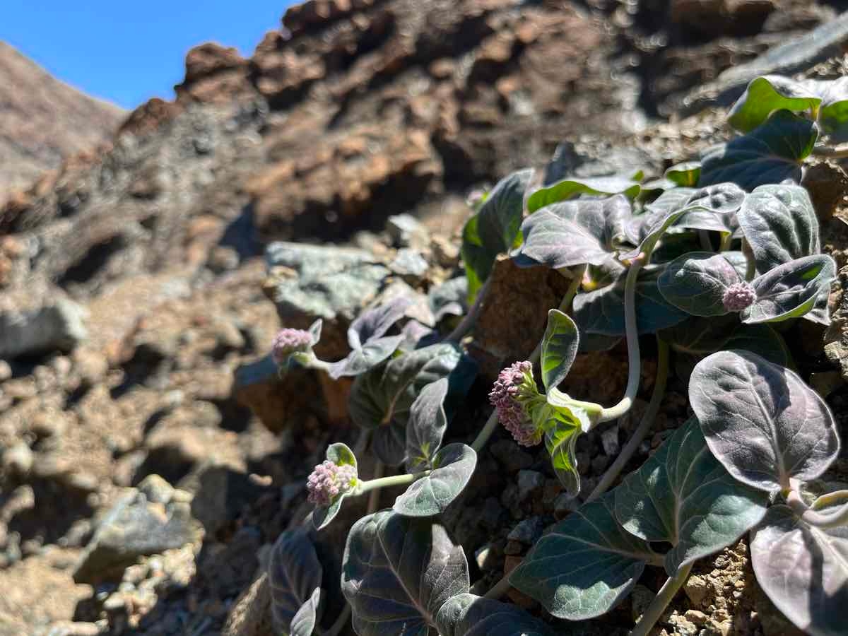 Asclepias solanoana