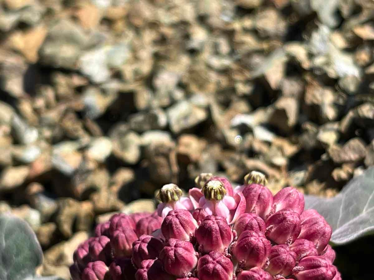 Asclepias solanoana