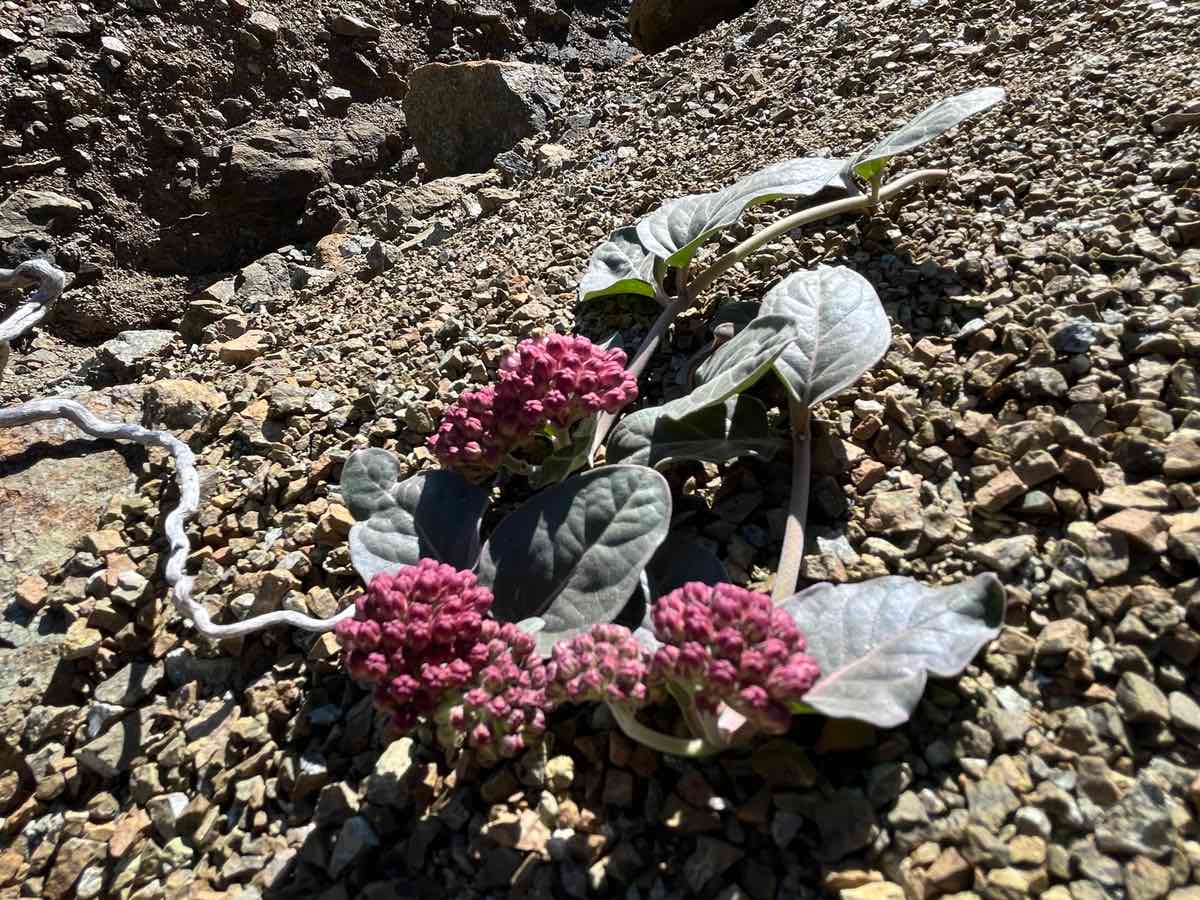 Asclepias solanoana