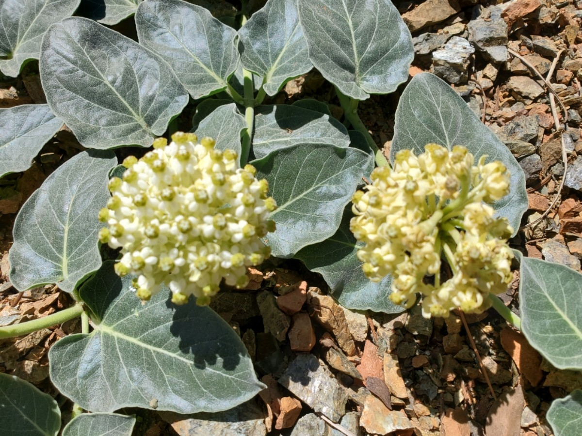 Asclepias solanoana