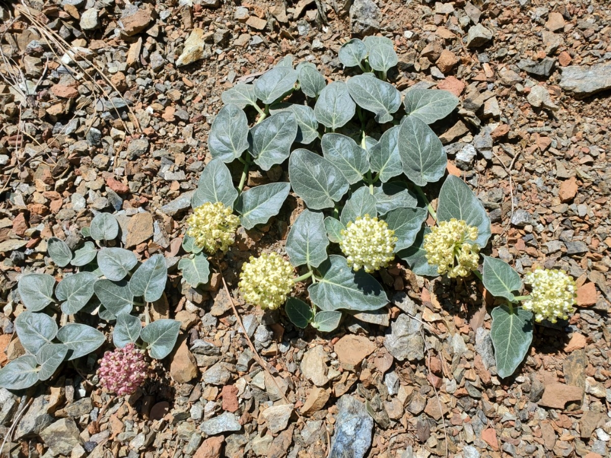 Asclepias solanoana