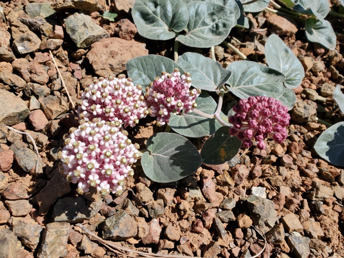 Asclepias solanoana