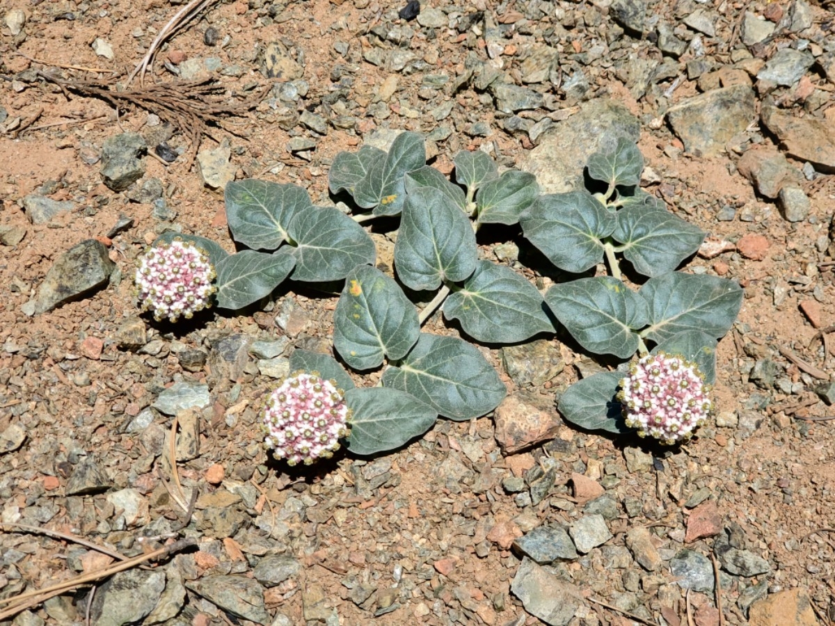 Asclepias solanoana