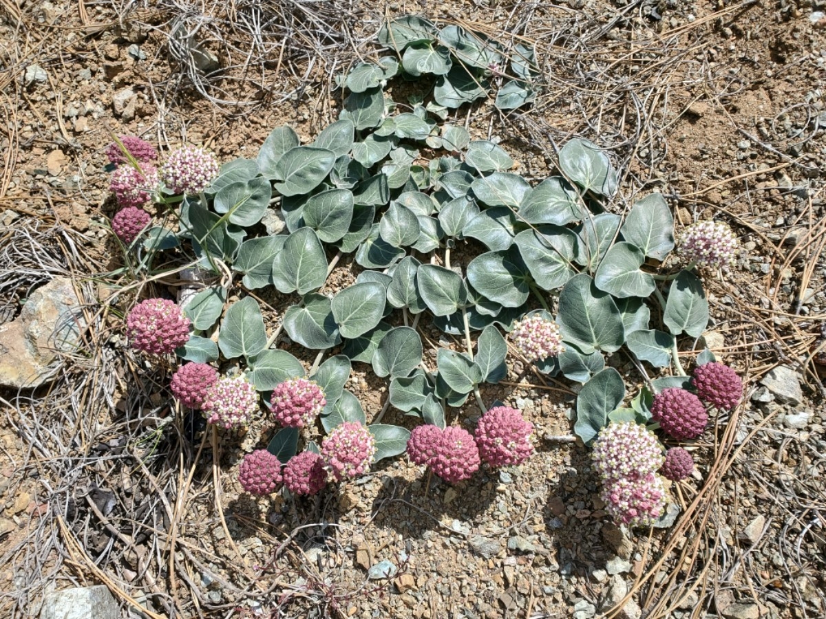 Asclepias solanoana