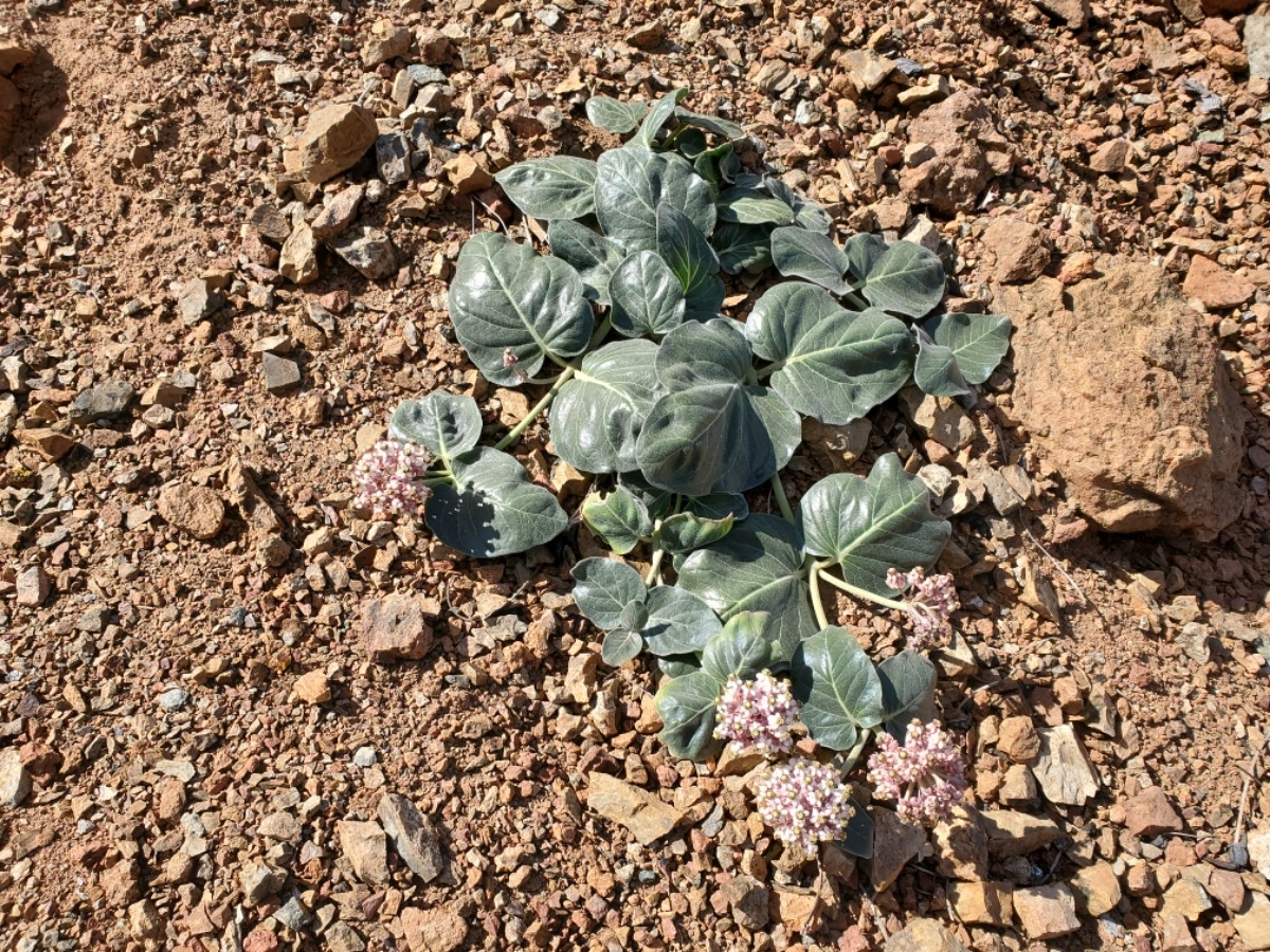 Asclepias solanoana