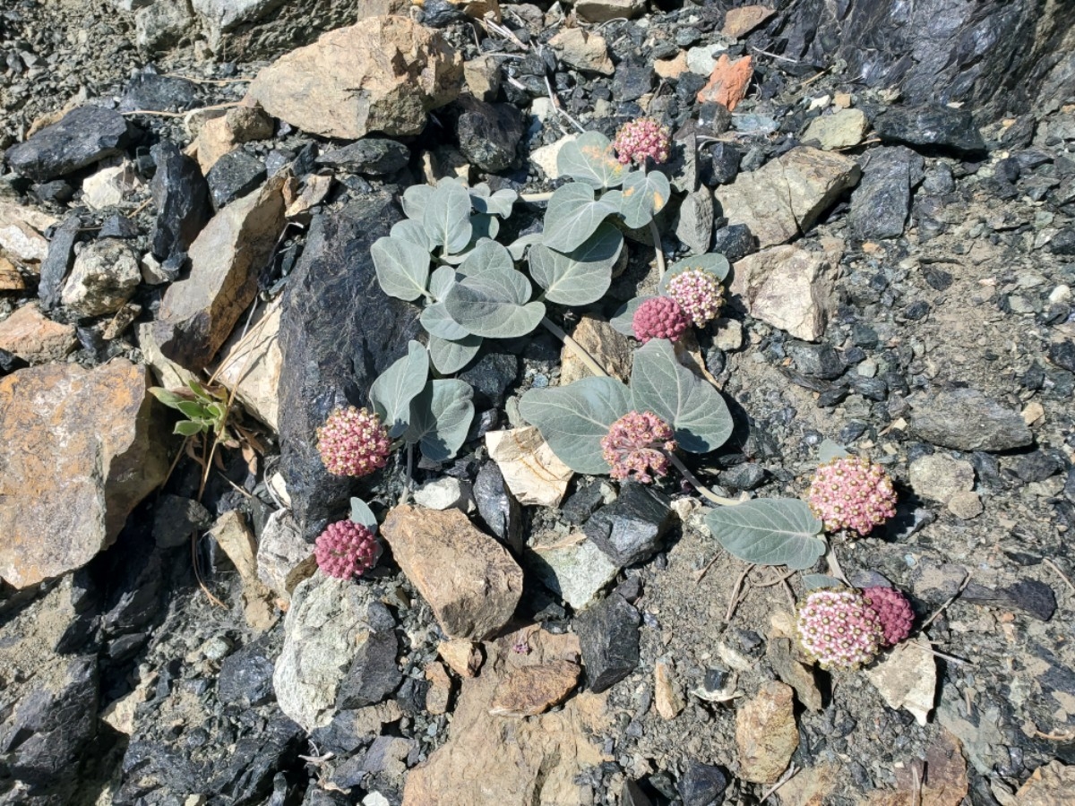 Asclepias solanoana