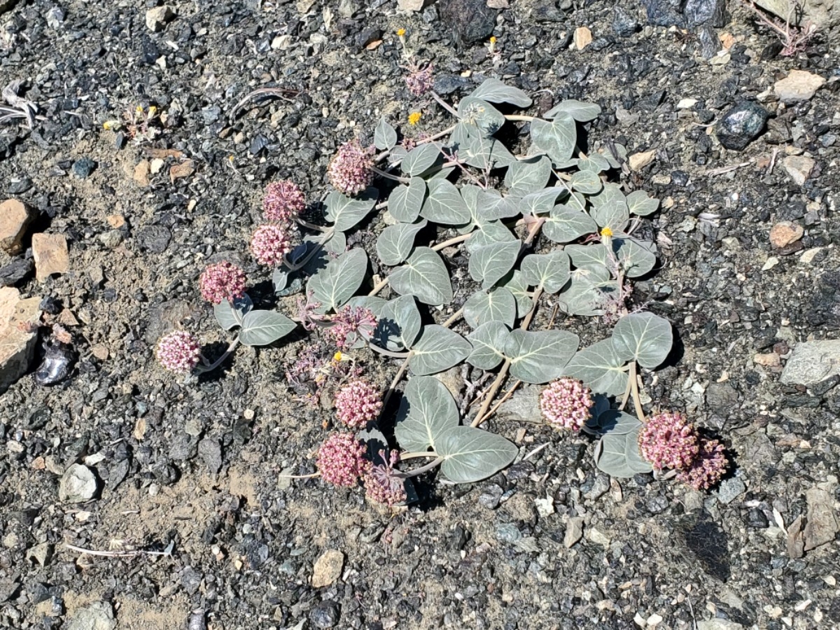 Asclepias solanoana