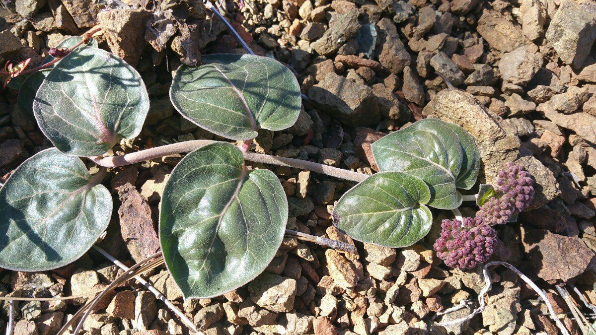 Asclepias solanoana