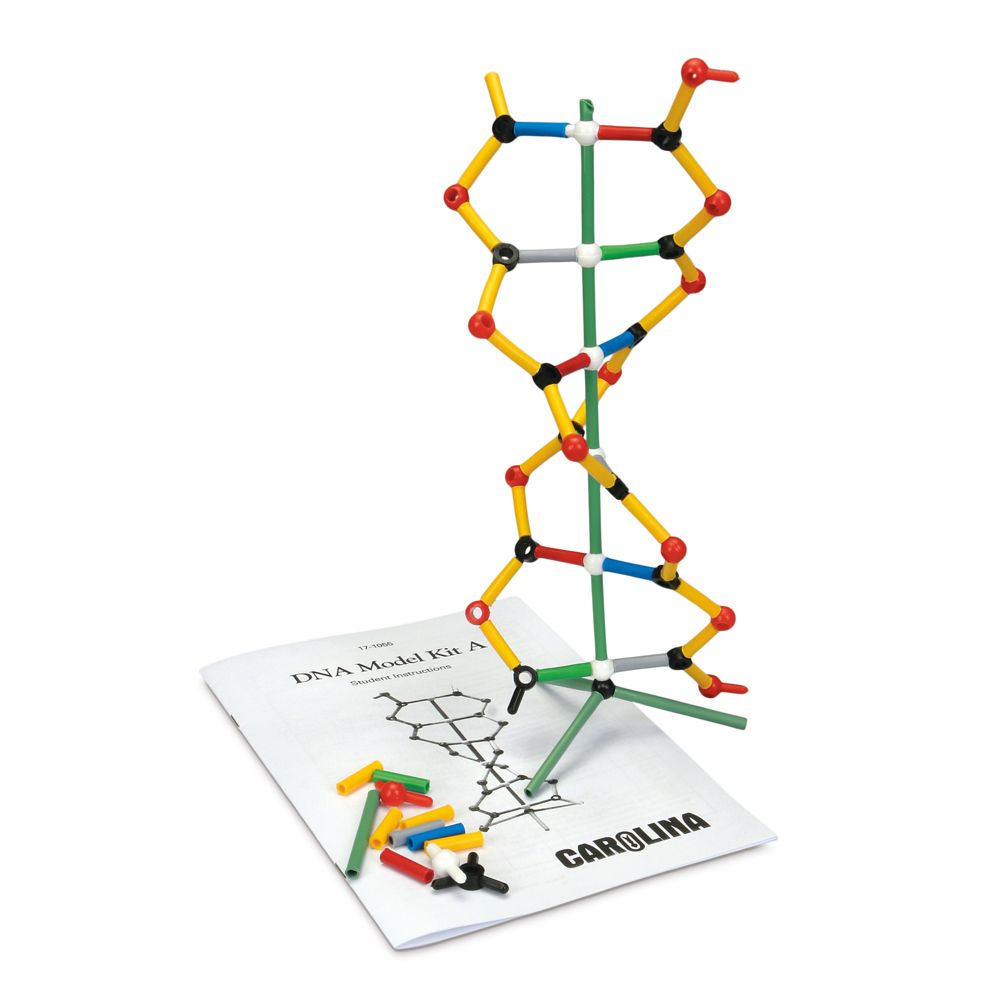 Labeled Dna Models Projects