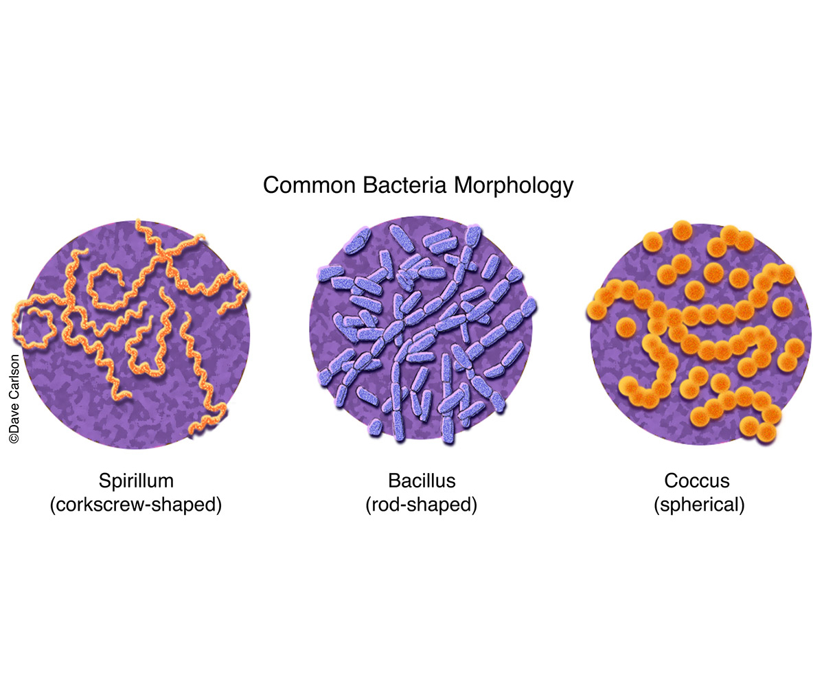 Different types of bacteria shapes and info - Wasmeister