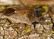 Brown Stink Bug 