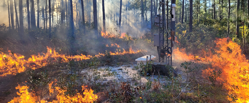 control burn, flams on a forest floor