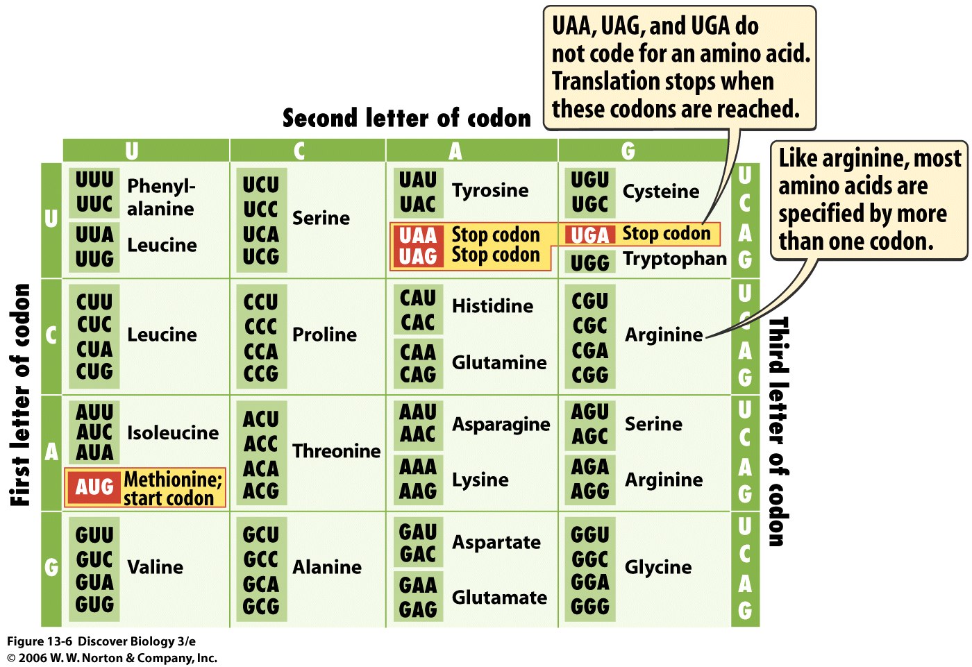 Mrna Codon Chart | My XXX Hot Girl