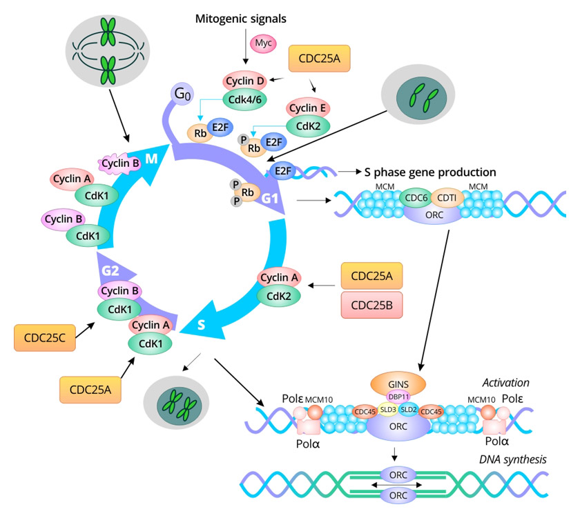 Cell Cycle Phases