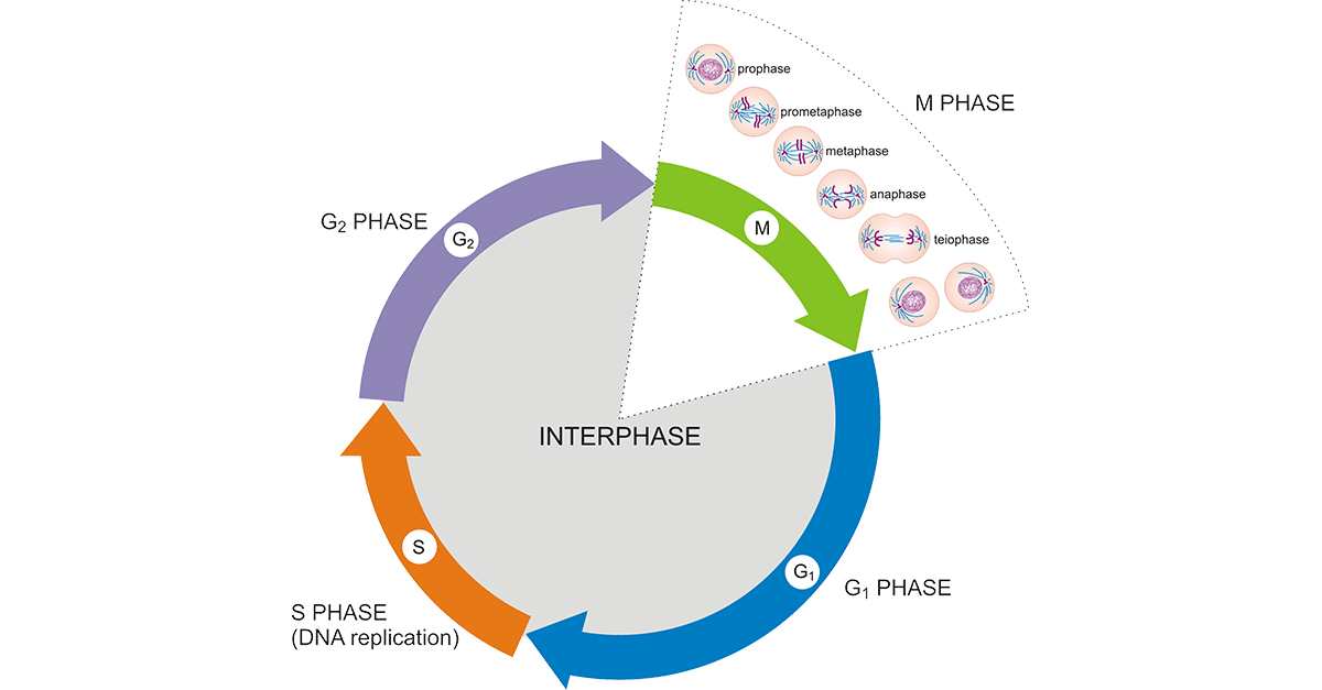 Cell Cycle Phases