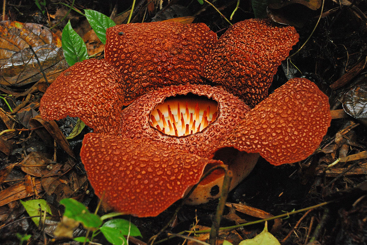 Kinabalu Park