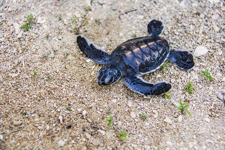 Turtle Islands (Selingan/Libaran)