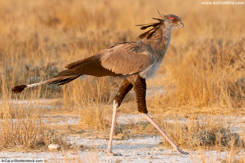 Secretary bird