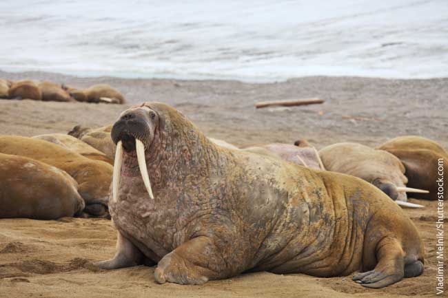 Walrus